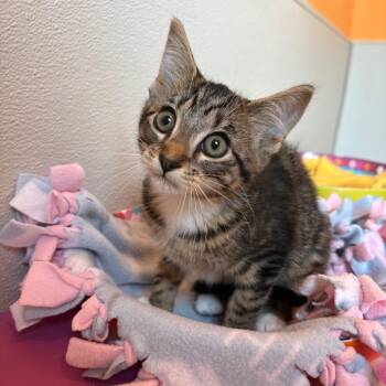 Mayo -  Domestic Short Hair Cat for Adoption in West Des Moines, Iowa - Mayo | PetCurious