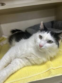 Rescue Domestic Short Hair Cats for Adoption in Elmsford, New York - Sirius | PetCurious