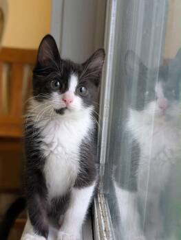 J Wellington -  Domestic Short Hair Cat Available for Adoption in Gorham, Maine - J Wellington | PetCurious