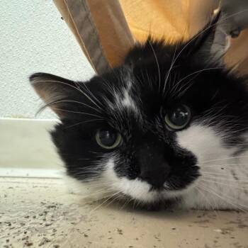 Fluff -  Domestic Medium Hair Cat for Adoption in Pekin, Illinois - Fluff | PetCurious