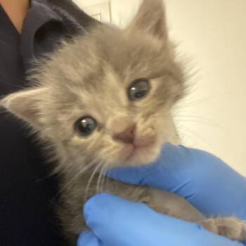 72440 -  Domestic Short Hair Cat for Adoption in Harrisonburg, Virginia - 72440 | PetCurious