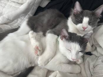 Domestic Long Hair Cats Available for Adoption - Fluffy Bartholomew + Honey | PetCurious