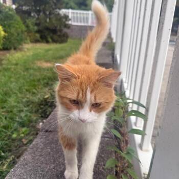 Halloweenie -  Domestic Medium Hair Cat for Adoption in Greensboro, North Carolina - Halloweenie | PetCurious