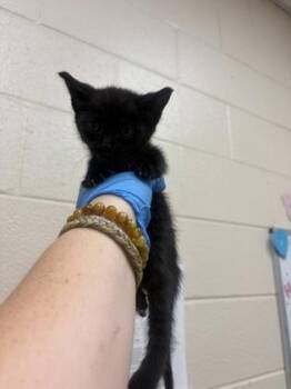 Lita -  Domestic Short Hair Cat for Adoption in Westland, Michigan - Lita | PetCurious