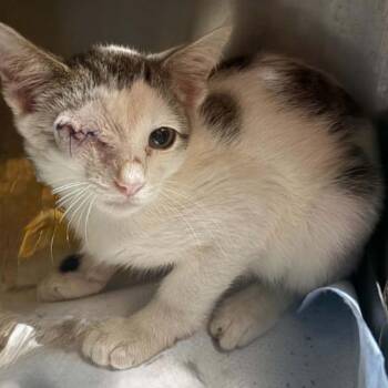 Erc -  Domestic Short Hair Cat for Adoption in Gordonsville, Tennessee - Erc | PetCurious