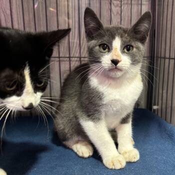 Rescue Domestic Short Hair Cats for Adoption in Tillsonburg, Ontario - CLAYTON | PetCurious