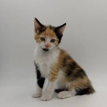 Flamenco -  Domestic Short Hair Cat for Adoption in State College, Pennsylvania - Flamenco | PetCurious