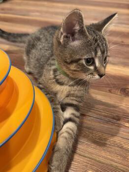 Yoshi -  Tabby and Domestic Short Hair Cat for Adoption in Georgetown, Kentucky - Yoshi | PetCurious