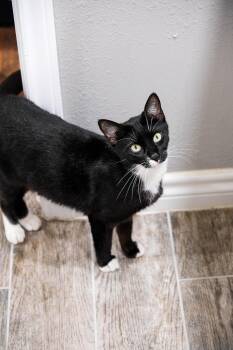 Domestic Short Hair Cats Available for Adoption - Jennie Kim -  Available For Adoption Nationwide  | PetCurious