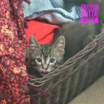Rocky Road -  Domestic Short Hair Cat for Adoption in Vancouver, British Columbia - Rocky Road | PetCurious