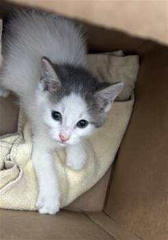 WOFIEE -  Domestic Short Hair Cat for Adoption in Dallas, Texas - WOFIEE | PetCurious