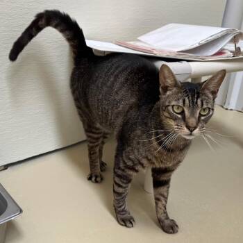 Rescue Tabby and Tiger Cats for Adoption in Clarksville, Virginia - Monday | PetCurious