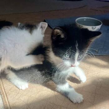 Domestic Short Hair Cats Available for Adoption in St. Louis, Missouri - Jeremiah | PetCurious