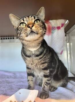PORTIA -  Domestic Short Hair Cat for Adoption in San Francisco, California - PORTIA | PetCurious