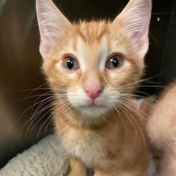 Venus -  Domestic Short Hair Cat for Adoption in Dayton, Ohio - Venus | PetCurious