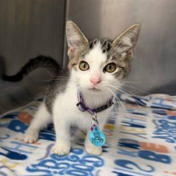 Mopsy -  Domestic Short Hair Cat for Adoption in Owosso, Michigan - Mopsy | PetCurious