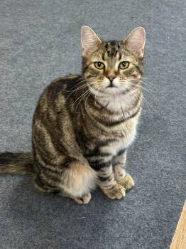 Tabby Cats Available for Adoption - Frank | PetCurious