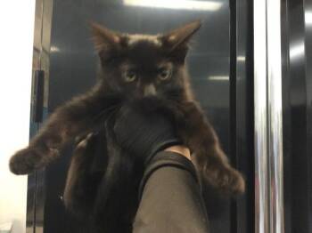 Domestic Short Hair Cats Available for Adoption in Thousand Palms, California - A1917636 | PetCurious