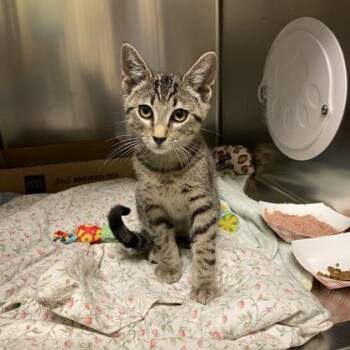 Michigan -  Domestic Short Hair Cat for Adoption in Richmond, Virginia - Michigan | PetCurious