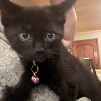 Rescue Domestic Short Hair Cats for Adoption in Brevard, North Carolina - Dorian | PetCurious