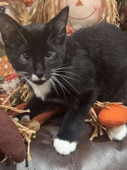 Fujimoto -  Domestic Short Hair Cat for Adoption in Villa Park, California - Fujimoto | PetCurious