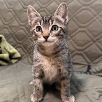 Galahad -  Domestic Short Hair Cat for Adoption in Los Angeles, California - Galahad | PetCurious