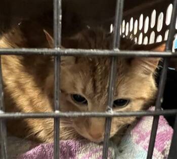 TUCKER -  Domestic Medium Hair Cat for Adoption in Casper, Wyoming - TUCKER | PetCurious
