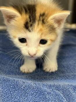 Sparkle -  Domestic Short Hair Cat for Adoption in Roseville, California - Sparkle | PetCurious