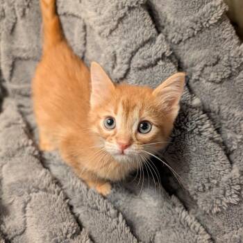 Carl -  Domestic Short Hair Cat for Adoption in Columbiana, Alabama - Carl | PetCurious