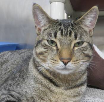 Rescue Tiger Cats for Adoption in Taunton, Massachusetts - LABRAUN | PetCurious