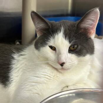 Domestic Short Hair Cats Available for Adoption in Springfield, Illinois - Hypo | PetCurious