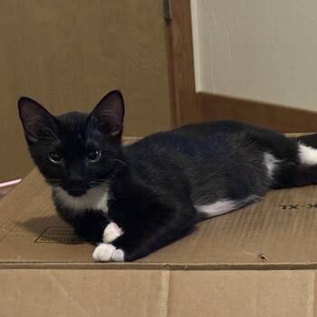 Pyro Roswell -  Domestic Medium Hair Cat for Adoption in Denver, Colorado - Pyro Roswell | PetCurious