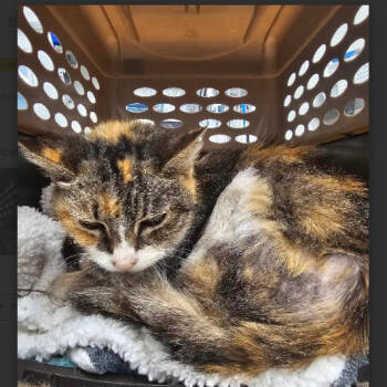 Rescue Extra Toes Cat Hemingway Polydactyl Cats for Adoption in Folsom, Louisiana - Lotus | PetCurious