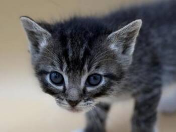 Needoh -  Domestic Short Hair Cat for Adoption in Portland, Oregon - Needoh | PetCurious