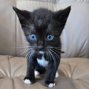 Pinky -  Domestic Short Hair Cat for Adoption in San Pablo, California - Pinky | PetCurious