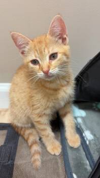 Jill -  Domestic Short Hair and Tabby Cat for Adoption in Buford, Georgia - Jill | PetCurious