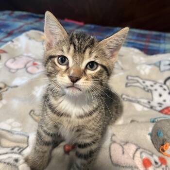 Carter -  Domestic Short Hair Cat for Adoption in Bentonville, Arkansas - Carter | PetCurious