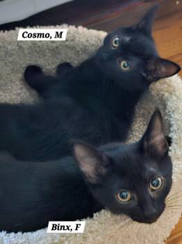 Cosmos -  Domestic Short Hair Cat for Adoption in Roxbury Township, New Jersey - Cosmos | PetCurious