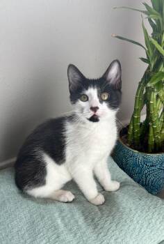 Pierre -  Domestic Short Hair Cat for Adoption in Davis, California - Pierre | PetCurious