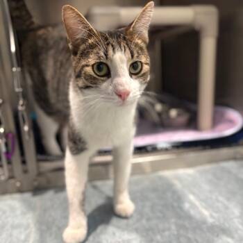 Domestic Short Hair Cats Available for Adoption - HANSON | PetCurious