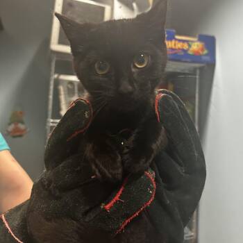 Cranberry Juice -  Domestic Short Hair Cat for Adoption in Chattanooga, Tennessee - Cranberry Juice | PetCurious