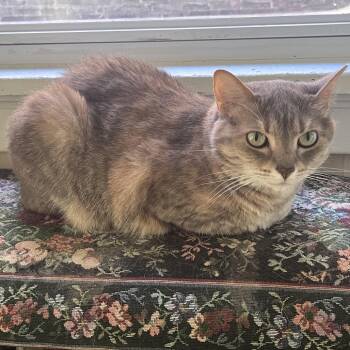 Nyah -  Domestic Short Hair Cat for Adoption in Pittsburgh, Pennsylvania - Nyah | PetCurious