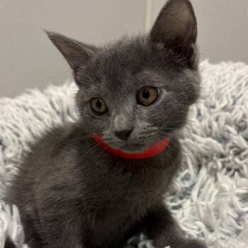 Silver -  Domestic Short Hair Cat for Adoption in Tampa, Florida - Silver | PetCurious