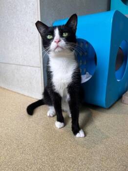 Mochi -  Domestic Short Hair Cat for Adoption in Honolulu, Hawaii - Mochi | PetCurious