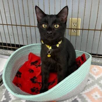 Woody        (Yellow Collar) -  Domestic Short Hair Cat for Adoption in Duncan, Oklahoma - Woody        (Yellow Collar) | PetCurious