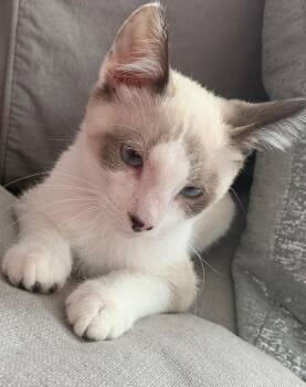 Rescue Snowshoe and Domestic Short Hair Cats for Adoption in Hoyleton, Illinois - KASH | PetCurious