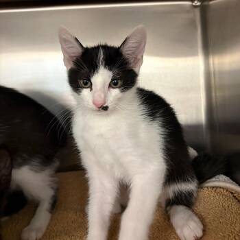 Potato Bug -  Domestic Short Hair Cat for Adoption in Keizer, Oregon - Potato Bug | PetCurious