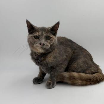Tiffany -  Domestic Short Hair Cat for Adoption in State College, Pennsylvania - Tiffany | PetCurious