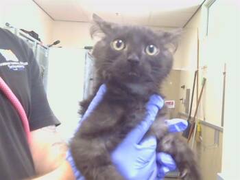 A922183 -  Domestic Medium Hair Cat for Adoption in Sacramento, California - A922183 | PetCurious