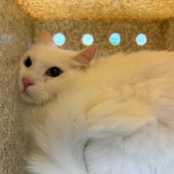 Dutchess -  Domestic Long Hair Cat for Adoption in Pasadena, California - Dutchess | PetCurious